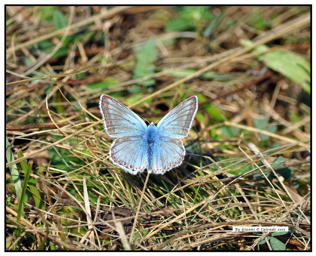 Polyommatus? S, Polyommatus (Lysandra) coridon